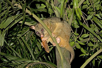just me , male opossum, eatting a carrot HD wallpaper
