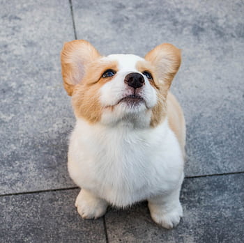 Cute Pembroke Welsh Corgi puppy looking up with curiosity on a concrete floor. HD wallpaper