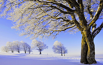 Snowy trees, winter, frost, snow, landscape, cold, branches, trees, beautiful HD wallpaper