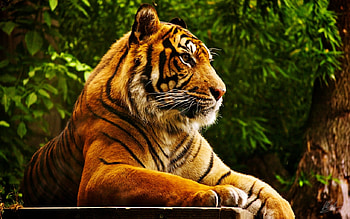 Tiger, beautiful, wood, animals HD wallpaper