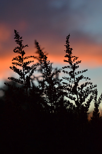 Twilight, Plant, Dark, Silhouette, Dusk HD phone wallpaper