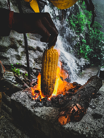 Sweet corn, corn, waterfall, monsoon dairies HD phone wallpaper