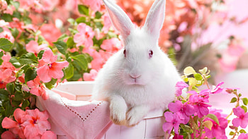 Springtime hare, Whimsical artwork, Nature-inspired , Kde store HD wallpaper