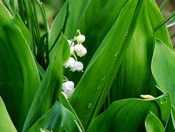 Lily Of The Valley, Flowers, Nature, graphy, Spring HD wallpaper