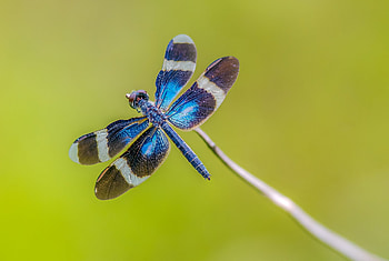 Dragonfly, blue, green, insect, libelula HD wallpaper