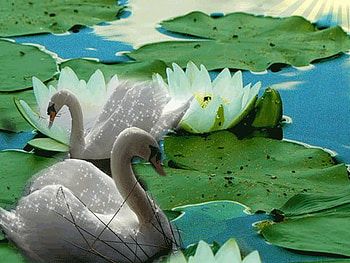 swan, white, glitter, waterlily, lake HD wallpaper