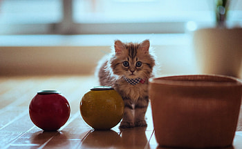 Cute Kitty, sweet, kitten, kitty, animals, cats, cute, beautiful, adorable HD wallpaper
