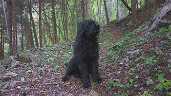 Bergamasco, Shepherd, Smells in the woods, Stock video HD wallpaper