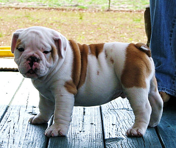 Little Bull, bulldog, short legs, puppy, white, brown, flat face HD wallpaper