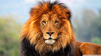 Lion for iPad HD wallpaper