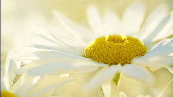 Delightful Daisy, summer, Firefox theme, white, daisy, floral, wild flower, spring, bloom HD wallpaper