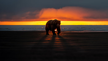 Bear, bear, animals, sea, sunset HD wallpaper