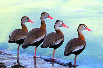 Simon Says ....., birds, wildlife, funny, nature, legs HD wallpaper