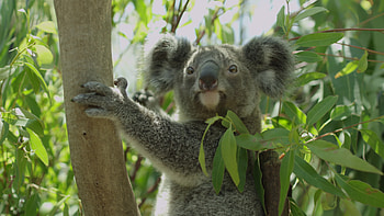 Koala im baum, Australien, Stock video, Vecteezy HD wallpaper