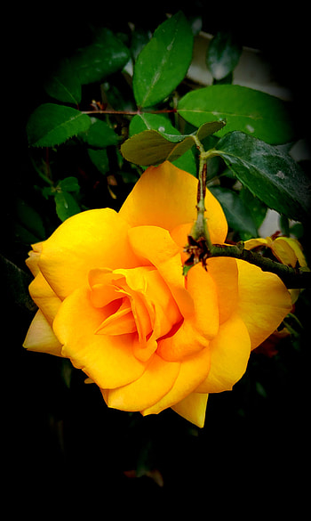 Yellow rose, love, petal, care, flower HD phone wallpaper
