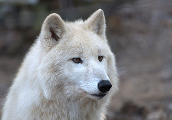arctic wolve, wolve, arctic, vienna, zoo HD wallpaper