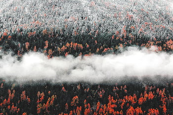A captivating aerial view of an autumn forest blanketed with fog and the first snow. Vibrant autumnal colors blend with winter's onset. HD wallpaper