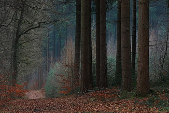 AFTERNOON, dead leaves, trees, dusk, forest HD wallpaper