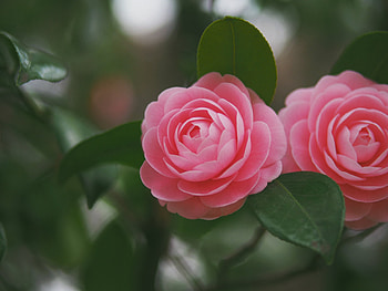 Camellia, Macro, Duo, Pink, Petals HD wallpaper