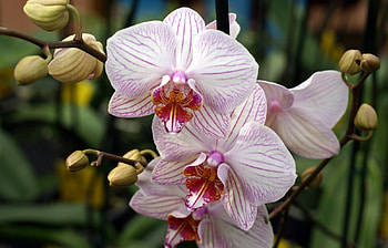 Plants, Flowers HD wallpaper