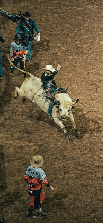 Best bull riding scenes, , Spectacular stunts, Intense competition HD phone wallpaper