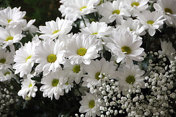 Close-up of blooming white daisies and gypsophila with lush greenery. HD wallpaper