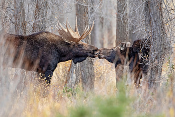 Adorable moose, Forest love story, Spring enchantment, Romantic pair HD wallpaper
