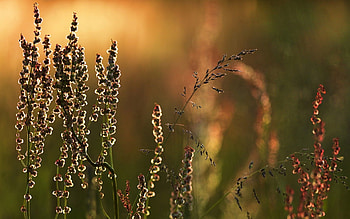 Nature, Macro, Meadow, Blade Of Grass, Blade HD wallpaper