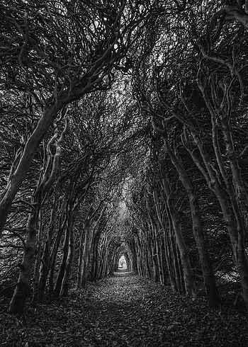 Nature, Trees, Branches, Bw, Chb, Arch, Involute, Swirling HD phone wallpaper