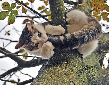 put me down, please, branch, cat, pet, tree HD wallpaper
