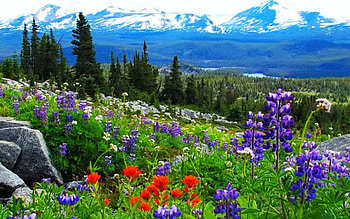 Spring meadow, trees, sky, mountains, blossoms, landscape HD wallpaper