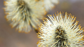 Flower, Plant, Macro, Branch, Fluff, Fuzz, Pussy Willow, Verba HD wallpaper