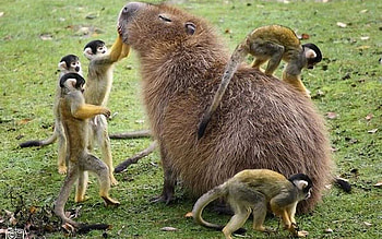 Capybara , Cute animals, Adorable rodents, High-quality backgrounds HD wallpaper