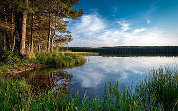 Lake Driskins in Latvia, reflection, Latvia, trees, grass, calm, lake, evening HD wallpaper