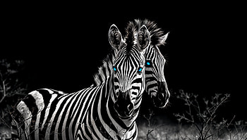Striking Zebras: A Ultra Experience, zebra, fantasy, Wildlife, Black & White, Animal, Fantasy Animal HD wallpaper