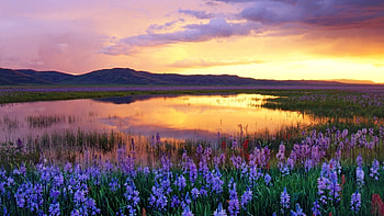 Sunset, landscape, colors, spring, lake, reflection, clouds, nature, flowers, sky HD wallpaper