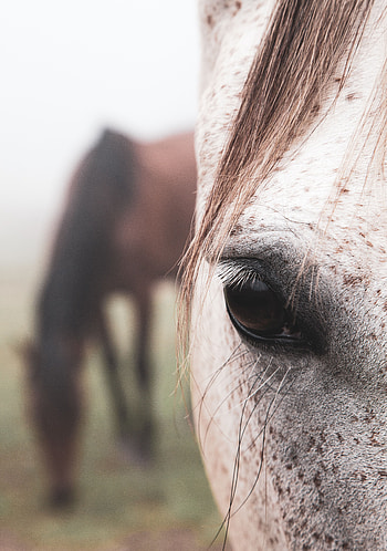Animals, Hair, Horse, Eye HD phone wallpaper