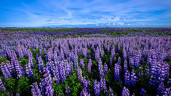Bluebonnet, Lupine, Ultra , Striking HD wallpaper