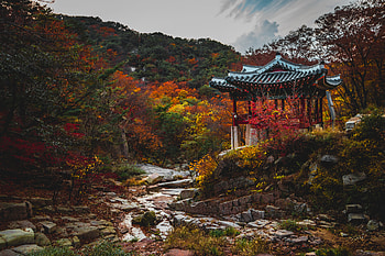 Nature, Trees, Autumn, Pagoda, Garden HD wallpaper