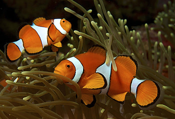 Clownfish, Samantha Johnson, Posted HD wallpaper