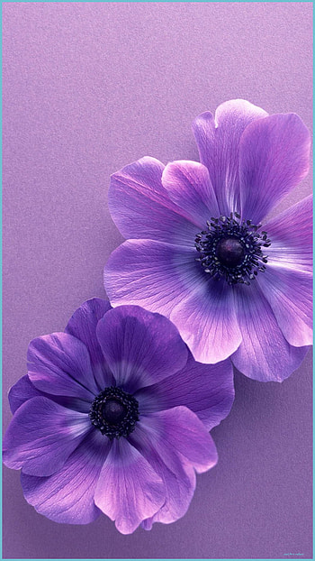 Purple Flower For 8D Bunga Ungu - Purple Flower, Aesthetic Purple Rose HD phone wallpaper