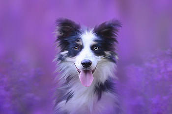 Dog, muzzle, Australian Shepherd, portrait HD wallpaper