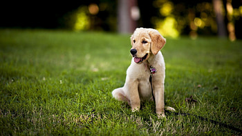 Labrador Retriever puppy , Adorable puppies, Lovable companions, Endearing HD wallpaper