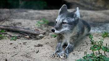 Animals, Grass, Young, To Lie Down, Lie, Joey, Wool, Wood Fox HD wallpaper