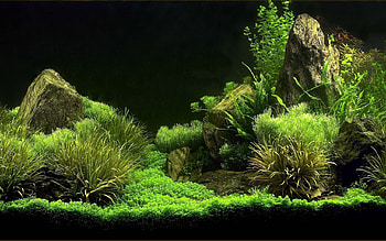 3D Aquarium Background. Source HD wallpaper