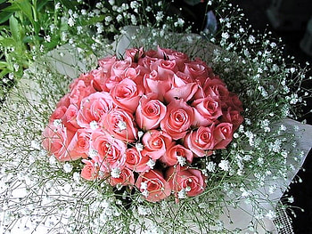 For the beautiful women of Nexus, pink, bouquet, baby breath, roses, flowers HD wallpaper