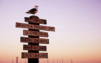 Nature, Background, Bird, Sign HD wallpaper