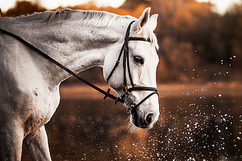 White horse, animal, portrait, muzzle HD wallpaper