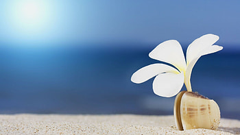 Beach macro , Plumeria in shell, Sand and shells, Tranquil beauty HD wallpaper