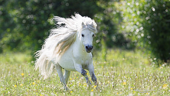 Pony, summer, horse, white, green, cute HD wallpaper